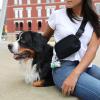 imageArm ampamp Hammer Dog Poop Bag Dispenser With 30 Count Dog Poop Bags With Activated Baking Soda 9 x 14 Inches BlackWhite