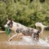 imageChuckIt Zipflight Flyer Dog Frisbee ampamp Dog Toy that Floats Gentle On Dogs Teeth and Gums Medium