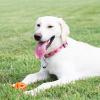 imageChuckit Air Fetch Ball Dog Toy Medium 25 Inch Diameter for dogs 2060 lbs Pack of 2XLarge