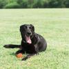 imageChuckit Dog Tennis Ball Dog Toy Large 3 Inch Diameter for dogs 60100 lbs Pack of 2Large  2 Count  Pack of 1