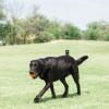 imageChuckit Dog Tennis Ball Dog Toy Large 3 Inch Diameter for dogs 60100 lbs Pack of 2Large  2 Count  Pack of 1
