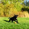 imageChuckit Dog Tennis Ball Dog Toy Large 3 Inch Diameter for dogs 60100 lbs Pack of 2Large  2 Count  Pack of 1