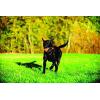 imageChuckit Dog Tennis Ball Dog Toy Large 3 Inch Diameter for dogs 60100 lbs Pack of 2XLarge  Pack of 2