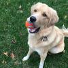 imageChuckit Dog Tennis Ball Dog Toy Medium 25 Inch Diameter for dogs 2060 lbs Pack of 4