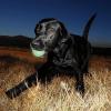 imageChuckit Glow in the Dark Bouncy Balls  Ball for Dogs Chuckit Dog Toy Max Glow Balls  Medium 25 Inch Pack of 2Medium