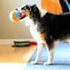 imageChuckit Indoor Fetch Roller Toy for Dogs  Interactive Dog Toys for Boredom Orange and BlueOrange  Blue Fetch Ball