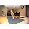 imageChuckit Indoor Fetch Roller Toy for Dogs  Interactive Dog Toys for Boredom Orange and BlueOrange  Blue Fetch Ball