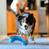imageChuckit Indoor Fetch Roller Toy for Dogs  Interactive Dog Toys for Boredom Orange and BlueOrange  Blue Fumbler