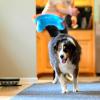 imageChuckit Indoor Fetch Roller Toy for Dogs  Interactive Dog Toys for Boredom Orange and BlueOrange  Blue Fumbler