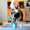 imageChuckit Indoor Fetch Roller Toy for Dogs  Interactive Dog Toys for Boredom Orange and BlueOrange  Blue Fumbler