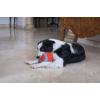 imageChuckit Indoor Fetch Roller Toy for Dogs  Interactive Dog Toys for Boredom Orange and BlueOrange  Blue Roller