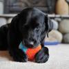 imageChuckit Indoor Fetch Roller Toy for Dogs  Interactive Dog Toys for Boredom Orange and BlueOrange  Blue Shaker