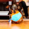 imageChuckit Indoor Fetch Roller Toy for Dogs  Interactive Dog Toys for Boredom Orange and BlueOrange  Blue Shaker