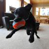 imageChuckit Indoor Fetch Roller Toy for Dogs  Interactive Dog Toys for Boredom Orange and BlueOrange  Blue Squirrel