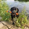 imageChuckit Interactive Dog Toy Ultra Fetch Stick  12 Inch Outdoor Dog Toy for All Breed SizesUltra Fetch