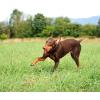 imageChuckit Kick Fetch Ball Dog Toy Small 6 InchLarge