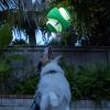 imageChuckit Kick Fetch Ball Dog Toy Small 6 InchLarge