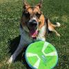 imageChuckit Max Glow Paraflight Flying Disc Dog Toy  Water Floating Flyer  Durable Nylon Construction with Soft Rubber Edges  For Medium and Large Dogs  Size Large  975quot L x 975quot W  Pack of 1GreenMax Glow