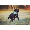 imageChuckit Max Glow Zipflight Flying Disc Dog Toy  Water Floating Flyer for Beach and Pool  Durable Polyester Construction  For Medium and Large Dogs  Size Medium  85 L x 85 W  Pack of 1Green and Cyan