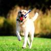 imageChuckit Ultra Duo Tug Dog Toy  Two Ultra Balls on a Durable Nylon Cord Handle  Fetch and TugofWar Toy for Dogs  Size Medium  For Breeds 2060 lbs  25inch Diameter  Orange and BlueLarge