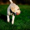 imageChuckit Ultra Duo Tug Dog Toy  Two Ultra Balls on a Durable Nylon Cord Handle  Fetch and TugofWar Toy for Dogs  Size Medium  For Breeds 2060 lbs  25inch Diameter  Orange and BlueMedium