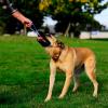 imageChuckit Ultra Duo Tug Dog Toy  Two Ultra Balls on a Durable Nylon Cord Handle  Fetch and TugofWar Toy for Dogs  Size Medium  For Breeds 2060 lbs  25inch Diameter  Orange and BlueLarge