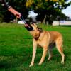 imageChuckit Ultra Duo Tug Dog Toy  Two Ultra Balls on a Durable Nylon Cord Handle  Fetch and TugofWar Toy for Dogs  Size Medium  For Breeds 2060 lbs  25inch Diameter  Orange and BlueMedium