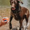 imageChuckit Ultra Squeaker Ball Dog Toy Large 3 Inch 1 Pack for Large BreedsUltra