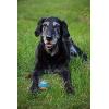 imageChuckit Ultra Squeaker Ball Dog Toy Small 2 Inch 2 Pack for Small BreedsSqueaker