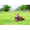 imageChuckit UltraRing Fetch and Chase Outdoor Dog Toy All BreedsUltra Ring