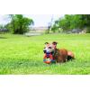 imageChuckit UltraRing Fetch and Chase Outdoor Dog Toy All BreedsUltra Squeaker Ring