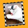 imageDoskocil Bamboo Pet CAM650037 2Pack Fat Cat Springy Worms Catnip Toy