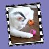 imageDoskocil Petmate PETMATE 26333 Looney Loops Cat Toy