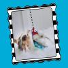 imageFat Cat Crawdaddy Cat Wand Stuffed with 100 Organic Catnip Interactive Toy