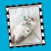 imageFat Cat Tadpole Cat Wand Stuffed with 100 Organic Catnip Interactive Toy