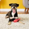 imageJW Pet Bouncin Bowlin Pin Dog Toy Large Assorted ColorsSmall