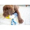 imageJW Pet Connects 3in1 Teething Chew Toy for PuppiesConnects