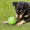 imageJW Pet Crackle Heads Crackle Ball Crunchy Noise Chew Fetch Toy for Dogs Assorted Colors Large 4 DiameterSmall