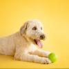 imageJW Pet Dog iSqueak Ball Dog Toy Large Assorted ColorsLarge