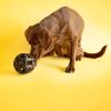 imageJW Pet Holee Roller Dog Toy Puzzle Ball Natural Rubber Medium 45 Inch Diameter Colors May VaryVary