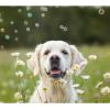imagePet Qwerks Incredibubbles Interactive Pet Toys  Long Lasting Edible Bubbles for Dogs ampamp Cats  Peanut Butter Flavor  20 ML All Breed SizesPeach