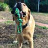 imagePet Qwerks XTire Ball Dog Toys  Jingle Interactive Chew Toy  SmallTugToss
