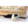 imagePetmate Fat Cat Incredible Strapping Yankers Dog Toy Snake Colors May Vary