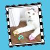 imagePetmate Interactive Cat Toys  Cat Crazies Multi Pack by Petmate 4 Count Pack of 1