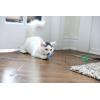 imagePetmate Interactive Cat Toys  Cat Crazies Multi Pack by Petmate 4 Count Pack of 1