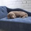 imagePetmate LaZBoy Solana Chaise Lounger Dog Bed Blue 40quot x 20quot Large