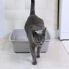 imagePetmate Litter Pan BlueGray Small Made in USALarge