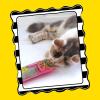 imagePetmate Organic Catnip  Hoots Zoom Around the Room Catnip  Grown ampamp Harvested in USA 05oz pouch05oz pouch