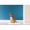 imagePetmate Precision Pet Little Stinker Housebreaking Pads 14 Per Pack100Pack