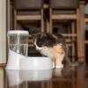 imagePetmate Fresh Flow Rain Battery Fountain for Cats and Dogs 75 oz